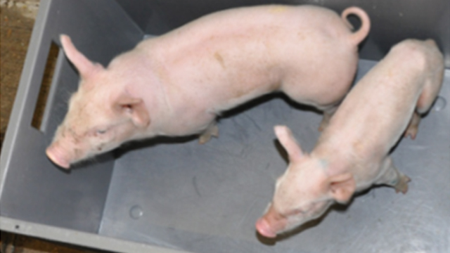 Pigs infected with Coccidia 
