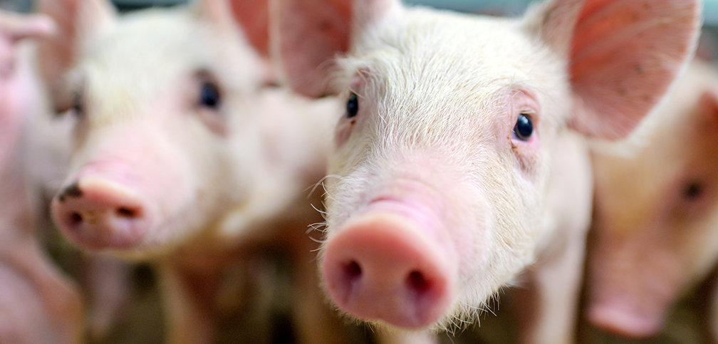 Close-up on small pigs