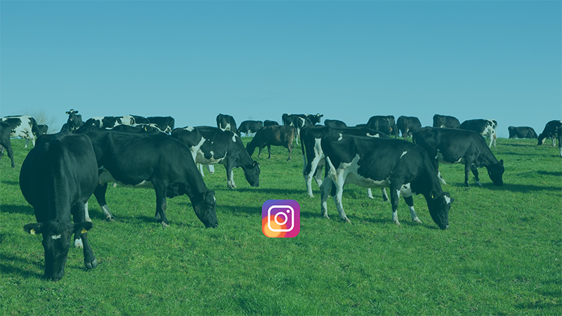 Farming Focus Instagram