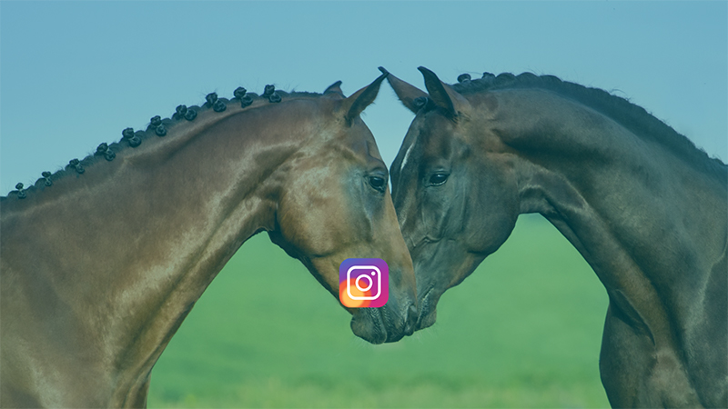 Interchem Equine on Instagram